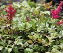 De Astilbe 'Fanal' met vitaal bladerendek