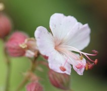 Geranium Macrorrhizum 'Spessart'