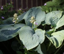 Hosta sieboldiana 'Elegans'