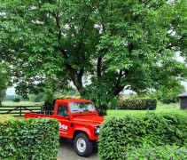 Juglans Regia