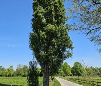 Populus nigra 'Italica' - Italiaanse populier - 3