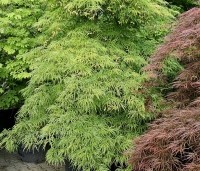 Acer palmatum 'Dissectum' - Japanse esdoorn 'Dissectum' - 2