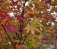 Acer palmatum 'Sangokaku' - Japanse Esdoorn 'Sangokaku' - 3