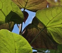 Catalpa erubescens 'Purpurea' - Purperkleurige trompetboom - 6