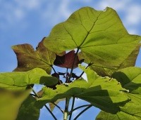 Catalpa erubescens 'Purpurea' - Purperkleurige trompetboom - 5