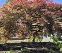 Acer palmatum 'Garnet' - Japanse esdoorn 'Garnet' - 1