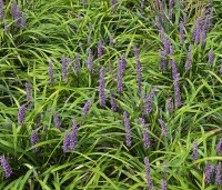 Liriope muscari 'Moneymaker' - Leliegras 'Moneymaker' - 1