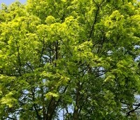Acer platanoides - Noorse Esdoorn - 1