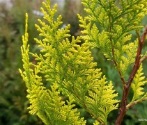 Chamaecyparis lawsoniana 'Yvonne'