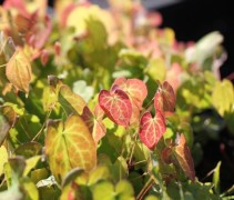Een sterke, vast plant die het goed doet in de halfschaduw