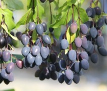 Vruchten chionanthus virginicus