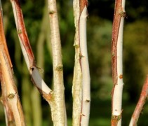 Betula utilis 'Doorenbos'