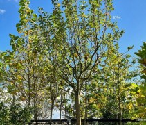 Malus domestica 'Lunterse Pippeling'