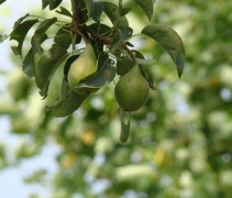 Pyrus communis 'Triomphe de Vienne'