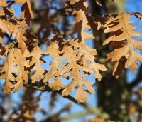 Quercus cerris - Moseik - 6