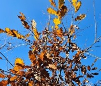 Quercus cerris - Moseik - 8