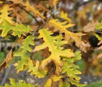 Quercus cerris - Moseik - 7