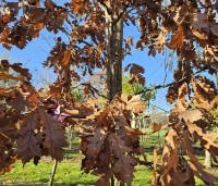 Quercus cerris - Moseik - 5