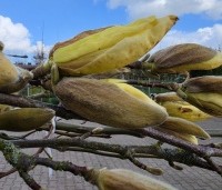 Magnolia 'Yellow River' - Magnolia 'Yellow River' - bloem in knop eind maart