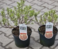 Myrica gale - Wilde Gagel - 2