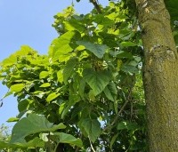 paulownia tomentosa - paulownia tomentosa - 1