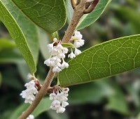 Osmanthus armatus - Schijnhulst - 1