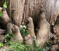 Taxodium distichum - Moerascypres - 1