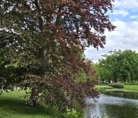 Fagus sylvatica 'Atropunicea' - Rode beuk - 2