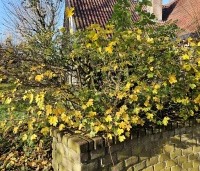Acer campestre - Veldesdoorn - 3