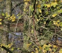 Acer campestre - Veldesdoorn - 4