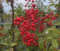 Nandina domestica - Hemelse bamboe - 2