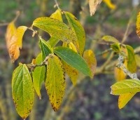 Chimonanthus praecox - Winterzoet of Meloenboompje - 1
