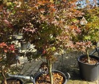 Acer palmatum 'Twombly's Red Sentinel' - Japanse esdoorn  Twombly's Red Sentinel - zomerblad in augustus