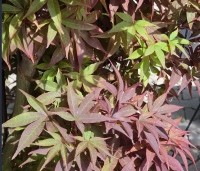 Acer palmatum 'Twombly's Red Sentinel' - Japanse esdoorn  Twombly's Red Sentinel - bladkleur in augustus