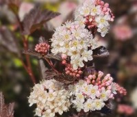 Physocarpus opulifolius 'Tiny Wine' - Blaasspiraea 'Tiny Wine' - 4