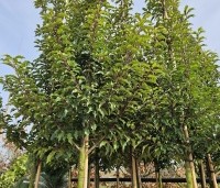Prunus lusitanica 'Brenelia' - Portugese laurierkers 'Brenelia' - 1