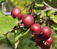 Malus Red Obelisk - Sierappel met donkerrode sierappels - 1