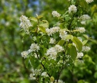 Prunus padus - Europese vogelkers - 2