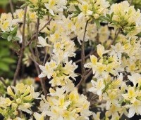 Rhododendron (AP)  'Daviesii' - Azalea 'Daviesii' - 1