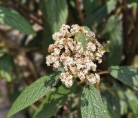 Viburnum rhytidophyllum - Sneeuwbal - 2