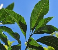 Chionanthus virginicus - Chionanthus virginicus - 5
