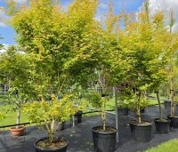Acer palmatum ‘Bi-hoo’ - Acer palmatum ‘Bi-hoo’ - 1