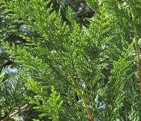 Cupressocyparis leylandii - Leylandcypres - 4