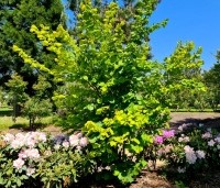 Corylus avellana 'Aurea' - Geelbladige hazelaar - voorjaar 2023 boshoek