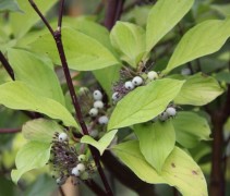 Witte Kornoelje 'Aurea' blad en bessen