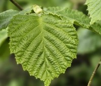Corylus avellana - Gewone hazelaar - 1