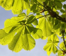Aesculus hippo. 'Baumannii' met grote groene bladeren