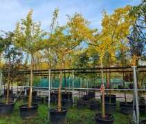 japanse notenboom