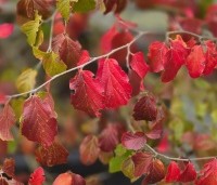 Parrotia persica - Perzisch IJzerhout - 1