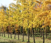 Ginkgo op kwekerij Ten Hoven in Vaassen